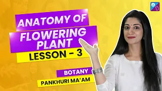 Anatomy of Dicot and Monocot Stem - Anatomy of Flowering Plants Class 11 Biology Concept Explained