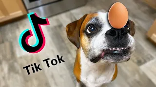 Testing Viral Tik Tok Dog Videos (Egg Challenge & Invisible Challenge)