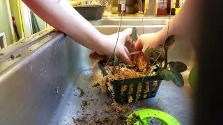 Repotting a Jewel Orchid in a basket 4/3/2019