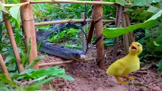 Simple Snake Trap - Catch a Snake By Using Awesome Sanke Trap Technology | easy Snake trap