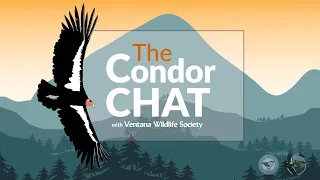 April 2024 - The Condor Chat with Ventana Wildlife Society