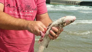 GRILLED FISH. Caspian Mullet. ENG SUB.