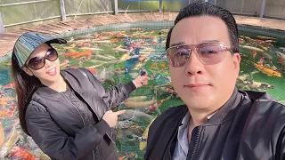 Maruhiro Koi Farm. #Koi #Koipond #hathanhxuan #thangngo