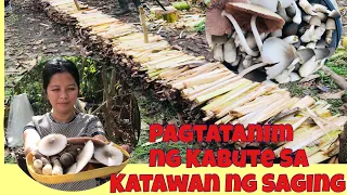 Pagtatanim ng Kabute gamit ang Katawan ng Saging||