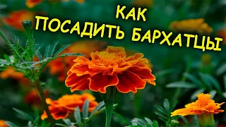 Бархатцы всходят моментально при таком посеве. Как вырастить рассаду бархатцев весной. Тагетес.