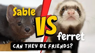Buddy the sable and the ferret named Marcus Aurelius