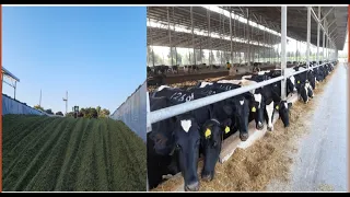 How Corn Silage is prepared for cows