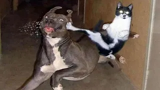 Funniest Cats And Dogs Videos 😺🐶 - Funny Animal Videos 🤣 Part 4