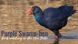 Bird watching tours | Purple Swamphen | Birding the Ebro Delta