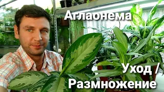 Аглаонемы/ Как я за ними ухаживаю