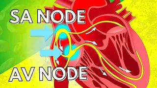 The Pacemaker Potential of the SA Node and the AV Node