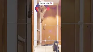 Cat in USA VS Russia