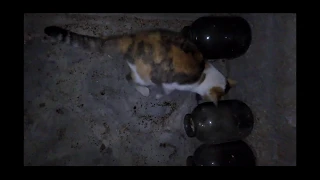 My cat is eating two mice /  Моя кошка ловит и ест одновременно двух мышей