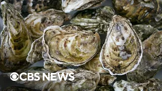 Nonprofit helps restore Florida's declining oyster habitats