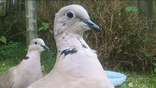 Eurasian collared #doves in closeup | posing for the #camera! 😍| #piyari #hindustani #fakhta