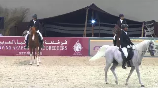 مهرجان سمو الشيخ سلطان بن زايد للخيول - بطولة جمال الخيل اليوم الثاني 25 2 2016