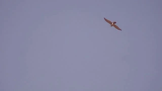 полювання яструба.охота ястреба.hunting of the hawk the Goshawk