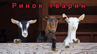 Тварини на ринку! Ціни та огляд. Івано-Франківська обл.