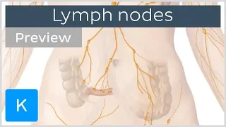 Lymph nodes: definition and function (preview) - Human Anatomy | Kenhub