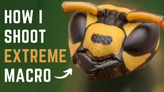 How to shoot EXTREME MACRO the EASIEST way (No Focusing Rail | No Macro Lens | No Microscope)