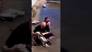 Alligator bites Gator Wrestler