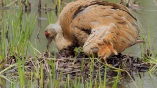 Sandhill Crane Nest Day 3 - Second Hatch