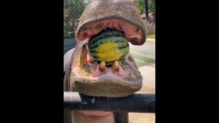 Hippopotamus Tried to Swallow Full Watermelon #hippopotamus #watermelon #shorts