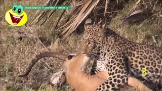 Amazing! Animal Saves Another Animal | Animal Heroes 2017 HD