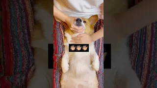 Dog and cat cute relationship 😍🐶 Funny and Cute Pomeranian Videos #shorts #fypシ #cat #dog #cute