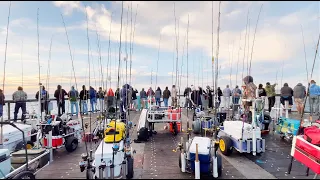 This is the CRAZIEST Pier Fishing in the COUNTRY!