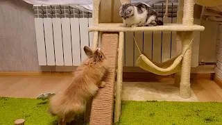 Rabbit surprised Daddy the cat and the Kitten with his quick wit