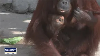 Baby orangutan born in front of guests at Florida zoo
