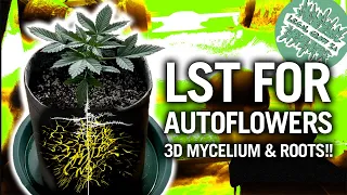 Ep 4: 3D Mycelium & Roots + Watering Schedules for Indoor Closet Grow