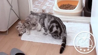 The mother cat scold  the kitten.