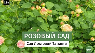 Розовый рай  Обзор сада Татьяны Локтевой