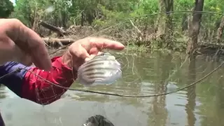 Underwater world of Discus