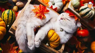 Autumn Music for Cats - 24 Hour Relaxation Lullaby! Anti Anxiety Music for Cats | Sleepy Cat