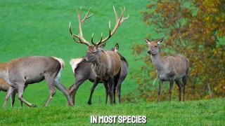 Animal in The world "Deer"🦌🦌"