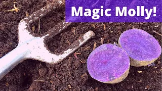 Put these PURPLE Potatoes on Your Planting List!  | Growing Magic Molly Potatoes | Guten Yardening