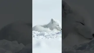 The polar fox has perfectcamouflage,when winter ends its white fur falls