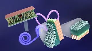 3D Embryology of Ear Part 2: Internal Ear Histogenesis of Utricle and Saccule - Perilymphatic Duct