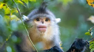 Good-looking Yunnan snub-nosed monkey