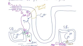 Schneid Guide to Mechanism of Beta-1 on Cardiac Myocytes