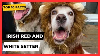 Irish Red And White Setter  TOP 1O FACTS & (MOST POPULAR QUESTIONS ANSWERED)