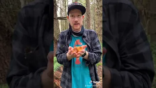 Foraging for Pacific Golden Chanterelles (Cantharellus formosus) in Humboldt, CA