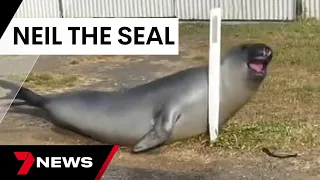 Neil the seal goes viral on social media, menacing locals in Dunalley, Tasmania | 7 News Australia