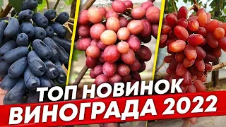 Лучшие новинки винограда 2022г. ТОП столовых сортов виноградник С. Мансурова. Шпалера для винограда🔥