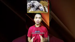 benarkah patung Malin Kundang adalah buatan manusia #edukasi#viral #trending #shorts #fakta#belajar