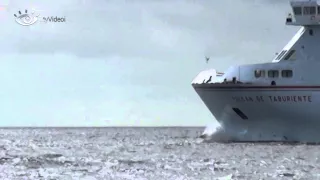 You Have To See This Dolphins Jumping In Front Of The Boat