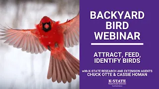 Backyard Bird Webinar on How to Attract, Feed, Identify Birds